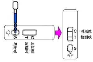 组织中沙丁胺醇残留速测卡 ZYD-SDAC-10