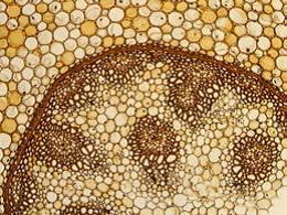 教学生物显微镜 DM100/DM300