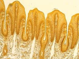 教学生物显微镜 DM100/DM300