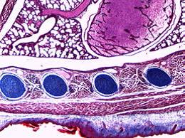 教学生物显微镜 DM100/DM300