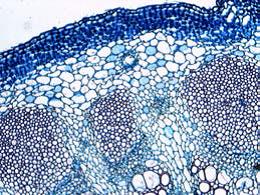 教学生物显微镜 DM100/DM300