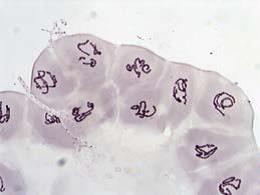 教学生物显微镜 DM100/DM300