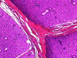 教学生物显微镜 DM100/DM300