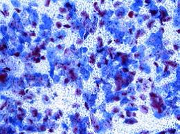 教学生物显微镜 DM100/DM300