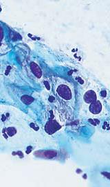 生物显微镜 DM1000/DM2000/DM2500/DM3000