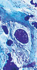 生物显微镜 DM1000/DM2000/DM2500/DM3000