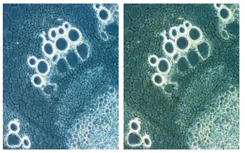 研究生物显微镜 DM4000/DM5000/DM5500/DM6000 B