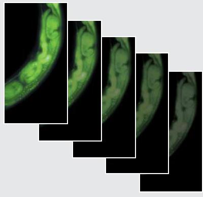 研究生物显微镜 DM4000/DM5000/DM5500/DM6000 B
