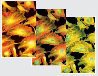 研究生物显微镜 DM4000/DM5000/DM5500/DM6000 B
