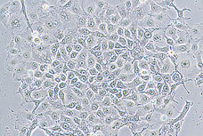 常规倒置显微镜 TS100/TS100-F