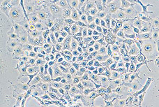 常规倒置显微镜 TS100/TS100-F