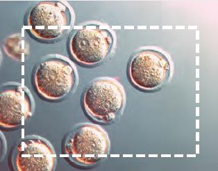 研究级倒置显微镜 DMi8