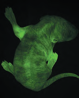 研究级倒置显微镜 DMi4000/DMi6000 B