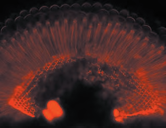 研究级倒置显微镜 DMi4000/DMi6000 B