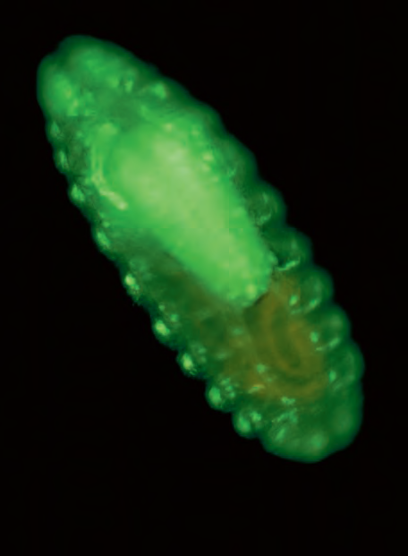 研究级倒置显微镜 DMi4000/DMi6000 B