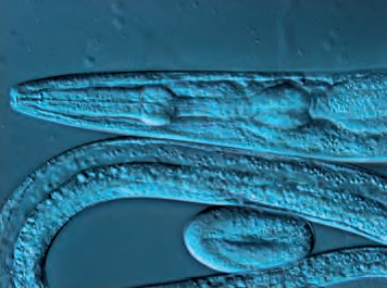 研究级倒置显微镜 DMi4000/DMi6000 B