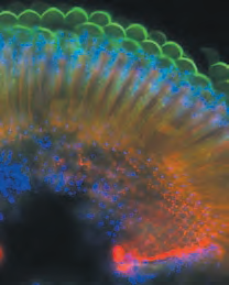 研究级倒置显微镜 DMi4000/DMi6000 B