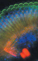 研究级倒置显微镜 DMi4000/DMi6000 B