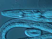 研究级倒置显微镜 DMi3000 B