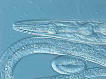 研究级倒置显微镜 DMi3000 B