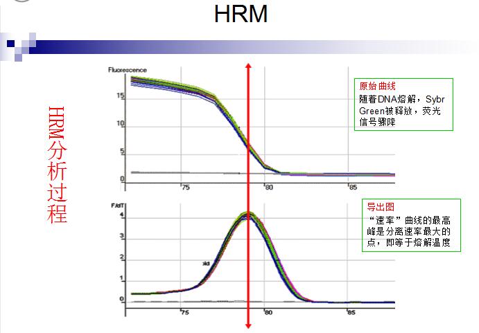 实时荧光定量PCR仪系统 Eco