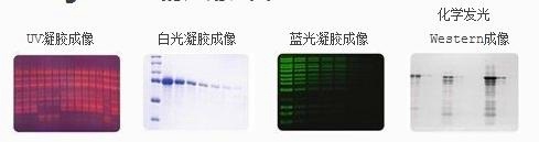 专业级化学发光成像系统 Omega Lum C