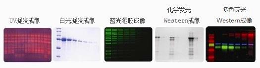 化学发光多色荧光成像系统 Omega Lum W