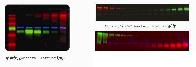 化学发光多色荧光成像系统 Omega Lum W