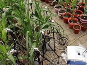 多叶室动态光合仪 YZQ-100E