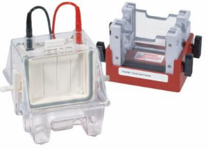 水冷垂直电泳 SE260