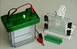 双垂直电泳槽 DG-24DN