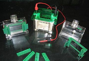 迷你垂直电泳槽 HT-Mini01