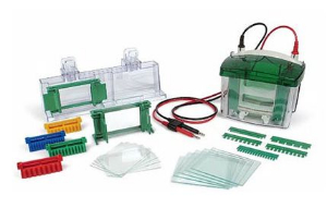 微型电泳 biorad Tetra cell